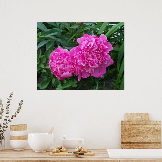 Peonies Poster (Küche)