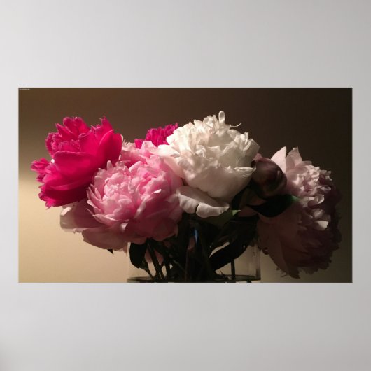 Peonies, Poster (Vorne)