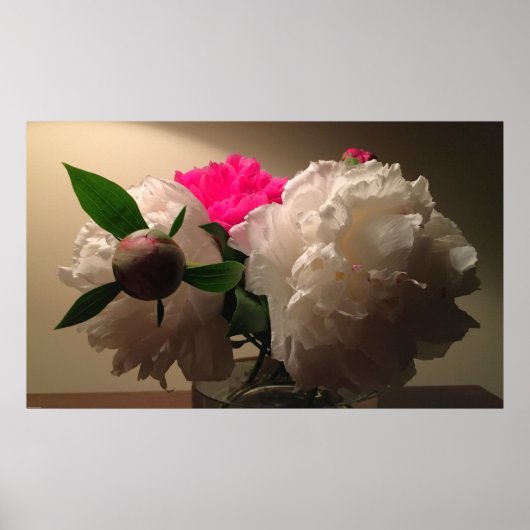 Peonies, Poster (Vorne)