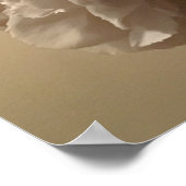 Peonies, Poster (Ecke)