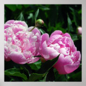 Peonies Poster (Vorne)