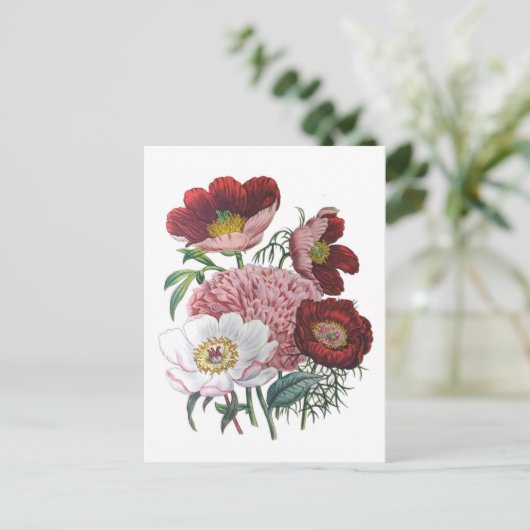 Peonies Postkarte (Stehend Vorderseite)