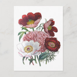 Peonies Postkarte