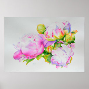 Peonies, rosa, weiß, blühende Aquarellbilder Poster