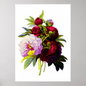 Peonies von Pierre Joseph Redoute Poster (Vorne)