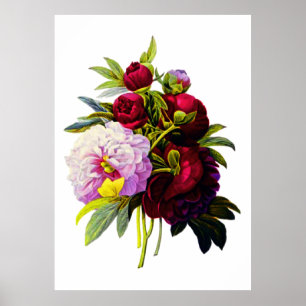 Peonies von Pierre Joseph Redoute Poster