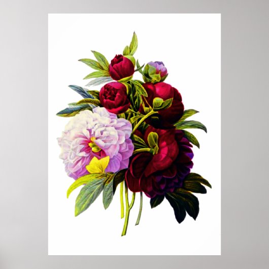 Peonies von Pierre Joseph Redoute Poster (Vorne)