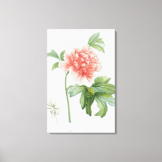 Peony, 1799 (Farbstippeldruck) Leinwanddruck (Vorderseite)