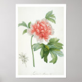 Peony, 1799 (Farbstippeldruck) Poster (Vorne)