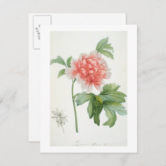 Peony, 1799 (Farbstippeldruck) Postkarte (Vorne/Hinten)