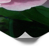 Peony 2 Poster (Ecke)