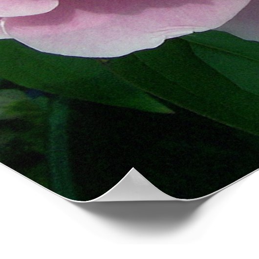 Peony 2 Poster (Ecke)