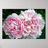 Peony 2 Poster (Vorne)