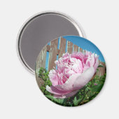 Peony 3 Magnet (Vorderseite/Rückseite)