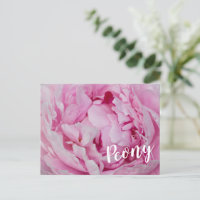 Peony Blossom Rose für Blume- und Gartenliebhaber