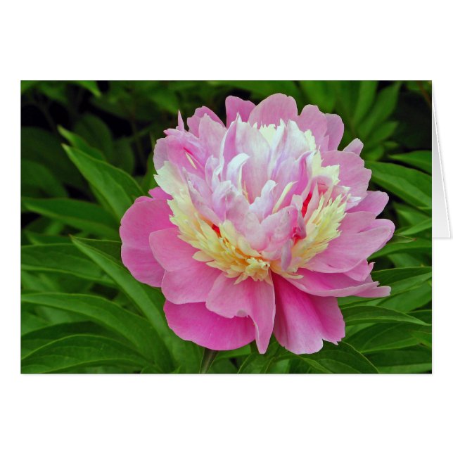 Peony Blume (Vorderseite (Horizontal))