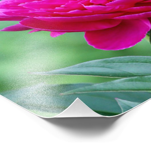 Peony Blume Fotodruck (Ecke)