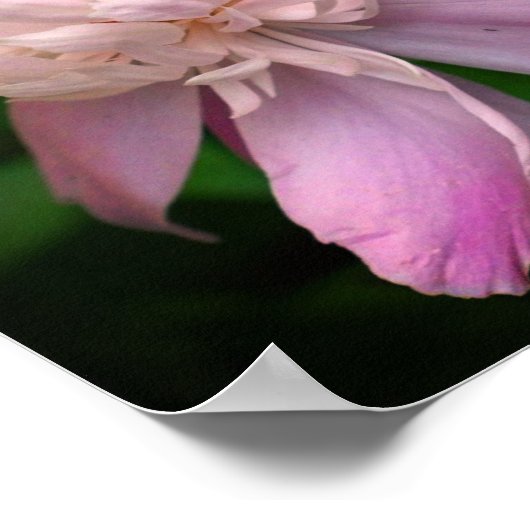 Peony Blume in Bloom Poster (Ecke)