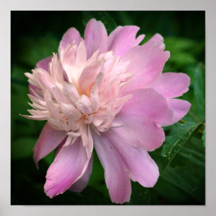Peony Blume in Bloom Poster
