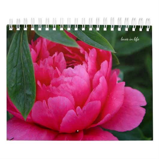 Peony Blume Kalender (Titelbild)