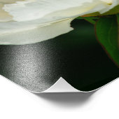 Peony/Blume Magic/White Blume/Happy Birthday/ Fotodruck (Ecke)