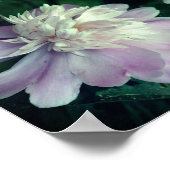 Peony Blume Nature Abstrakt Poster (Ecke)