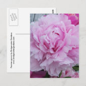 Peony Blume Postcard Postkarte (Vorne/Hinten)