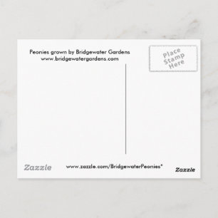 Peony Blume Postcard Postkarte
