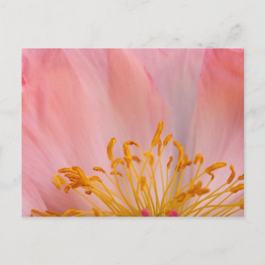 Peony Blume Postkarte (Vorderseite)