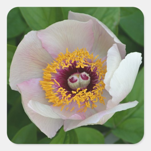 Peony Blume Stickers (Vorderseite)