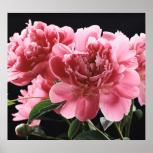 Peony Bouquet Closeup: Rosa Rot Poster