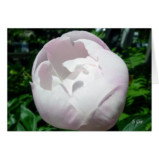 Peony Bubble Pop (Vorderseite (Horizontal))