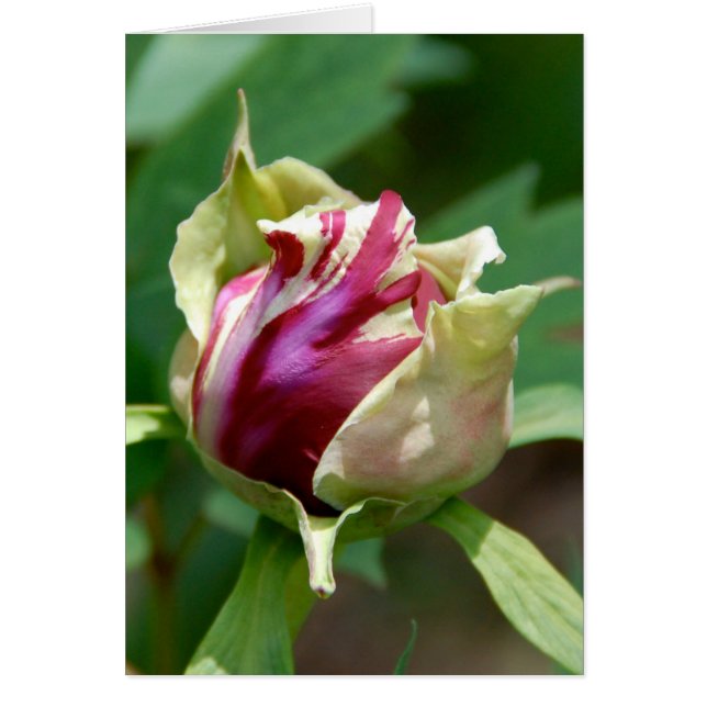 Peony Bud (Vorne)
