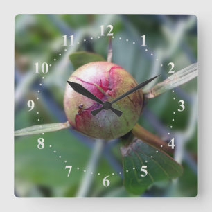 peony bud quadratische wanduhr