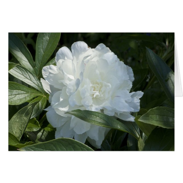 Peony Card (Vorderseite (Horizontal))