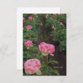 Peony Field Mitteilungskarte (Vorne/Hinten)
