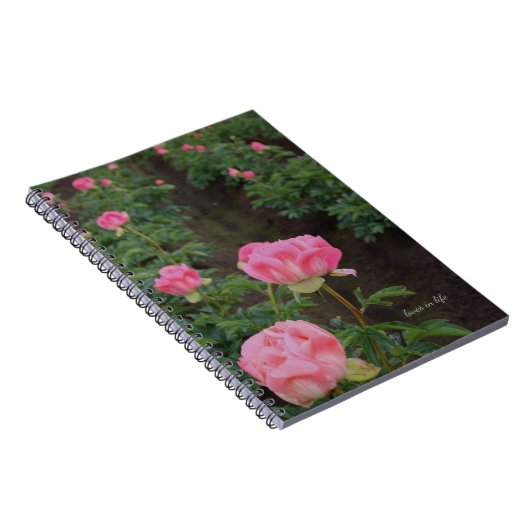 Peony Field Notizblock (Rechte Seite)
