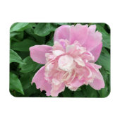 Peony Foto Magnet (Horizontal)