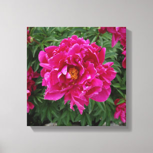 Peony Foto Print Leinwand