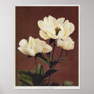 Peony, handfarbener Kollotyp (1896) von Kazumasa Poster