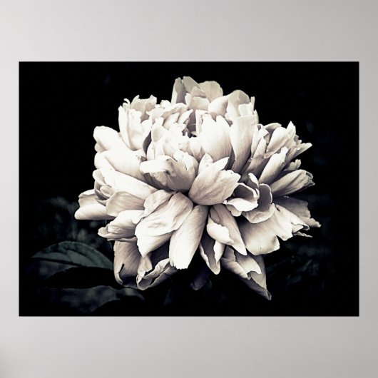 Peony in Black and White Poster (Vorne)