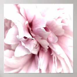 Peony in Macro mit Digital Art Pink Poster