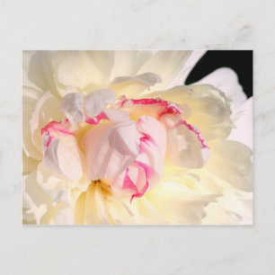 Peony in Morgenlicht Postkarte