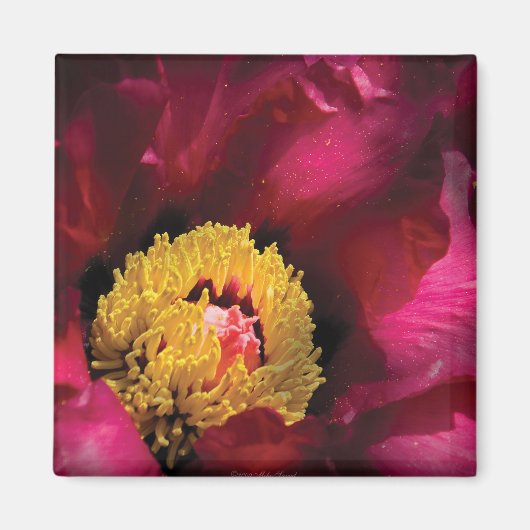Peony Magnet (Vorne)