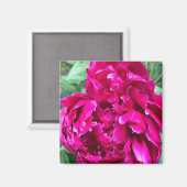 Peony Magnet (Vorderseite/Rückseite)