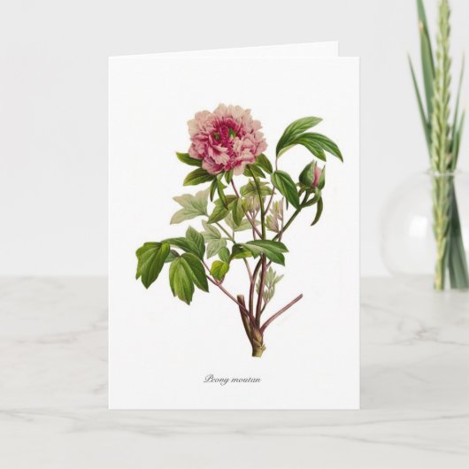 Peony Moutan Karte (Vorderseite)