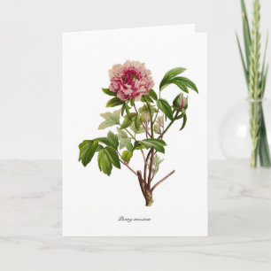 Peony Moutan Karte