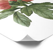 Peony (Paeonia sp.) von Redouté Poster (Ecke)