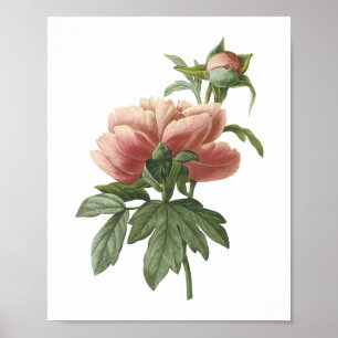 Peony (Paeonia sp.) von Redouté Poster