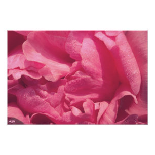 Peony Petals Foto Erweiterung